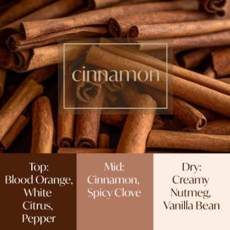 Frais Fragrance Oil - Cinnamon 